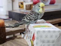 Konuşma Eğitimi Verilecek Yavru Muhabbet Kuşları