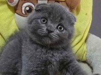 Ayıcık surat gri scottish fold shorthair kediler