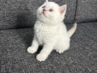 Show kalite british shorthair yavrular