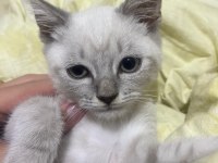 British shorthair blue point evladımı sahiplendiriyorum