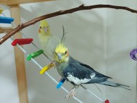 Tecrübeli eş sultan papağanı takım