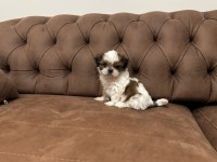 Shih Tzu Yavru Köpekler