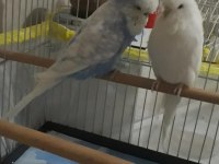 Jumbo Çift Muhabbet Kuşlar