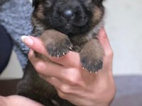 A Kalite Showline Şecereli Alman Kurdu Yavrular