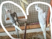 45 günlük yavru sultan papağanı