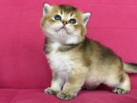 British shorthair golden ve silver yavrularımız