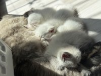 Sevimli Oyuncu Yavru Kediler