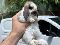 Tavşan Yavruları Her Otogara Gönderim