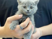 British Shorthair Kedisi Yavruları