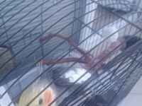 Erkek Sultan Papağanı