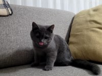 Acil uygun fiyat satılık british shorthair
