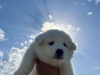 Sevimli Samoyed Yavruları