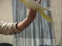 İnsan Aşığı Sultan Papağanımız