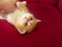 Safkan British Shorthair Golden Bebekler