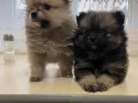 Pomeranian boo dişi 3,5 aylık yavrumuz