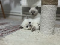 Sağlıklı Safkan Oyuncu British Shorthair Yavrular