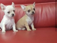 Erkek süt beyaz elma kafa şivava