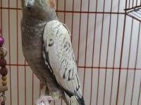 4 Aylık Sultan Papağanı