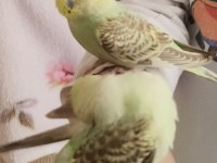 Yavru muhabbet kuşu