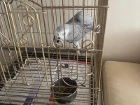 Meraklısına Kayseri Jako Papağanı