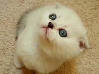Sağlıklı Mavi Gözlü Safkan Scottish Fold Yavru Kedimiz