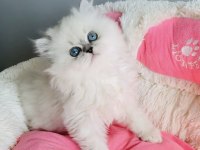 Özel Sevenlere Ns1133 British Longhair