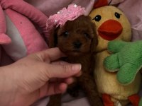 Teacup ve toy poodle 1.5 aylık ırk garantili