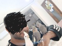 Ele Alışık Konuşturmalık Yada Damızlık Sultan Yavrusu