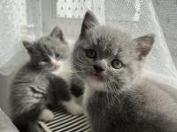 Yavru kedilerimizi sahiplendirme