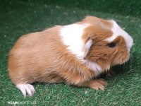 Safkan üst kalite ginepig yavrularımız