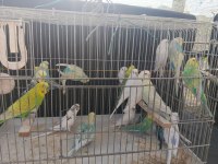 Yetişkin Erkek Dişi Muhabbet Hazır Kuşlar