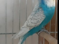 Jumbo Ve Yerli Muhabbet Kuşu