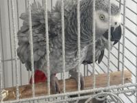 Üst düzey jako papağanı