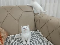 Kusursuz british shorthair yavrular