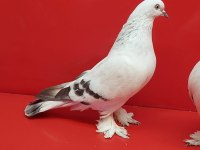 Şebap Mavi Çakmaklı Güvercin