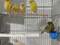 Eşe Hazır Dişi Kanaryalar