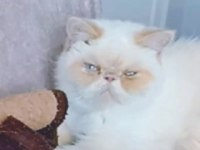 Kedimize Aile Olabilir Misiniz?