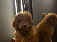 Sahiplendirme Poodle Köpeğimiz Yuva Arıyoruz