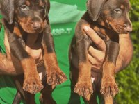 Irk garantili doberman köpekleri