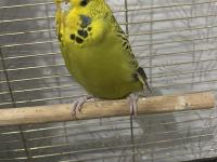 Spangel taşıyıcı jumbo kırması dişi muhabbet kuşu