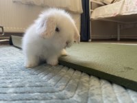 Beyaz hollanda lop tavşanı