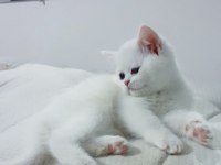 Cana yakın uysal sevgi dolu british shorthair yavruları