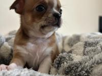 Elma kafa küt burun chihuahua bebekler