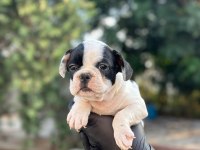 Aa+ Kalite French Bulldog
