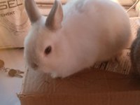 Hollanda Cuce Tavsan