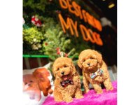 Toy poodle yavru köpeklerim