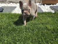 Yeşil Göz İzabella Erkek Efsane French Bulldog