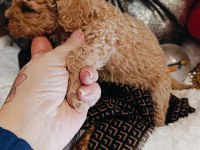 Orijinal Toy Poodle Yavrular