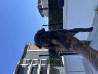 Koca Kafa Mavi Göz Erkek Köpekler