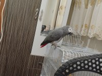 Üst Düzey El Beslemesi Jako Papağanı